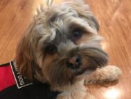 Dog Day of Summer: Pet Therapy/Animal Show